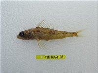 藏品(日本仙女魚)的圖片